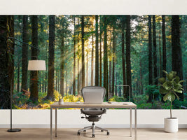 photo-wallpaper-silent-forest-in-spring-with-beautiful-bright-sun-rays-2