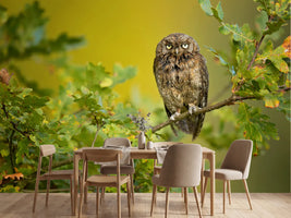 photo-wallpaper-wise-little-owl