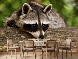 photo-wallpaper-the-cute-raccoon