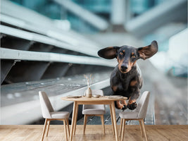 photo-wallpaper-dachshund-with-flying-ears