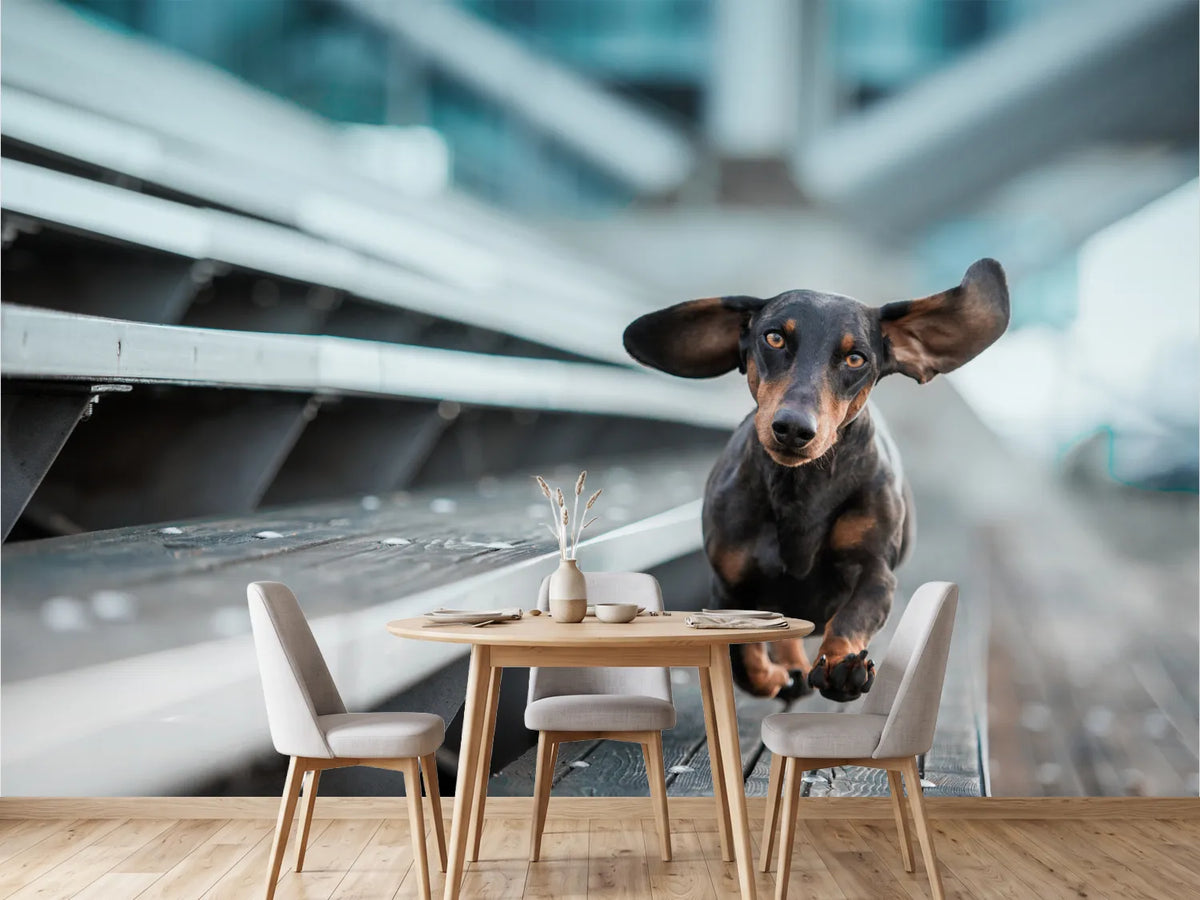 photo-wallpaper-dachshund-with-flying-ears