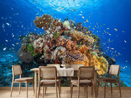 photo-wallpaper-underwater-biodiversity-x