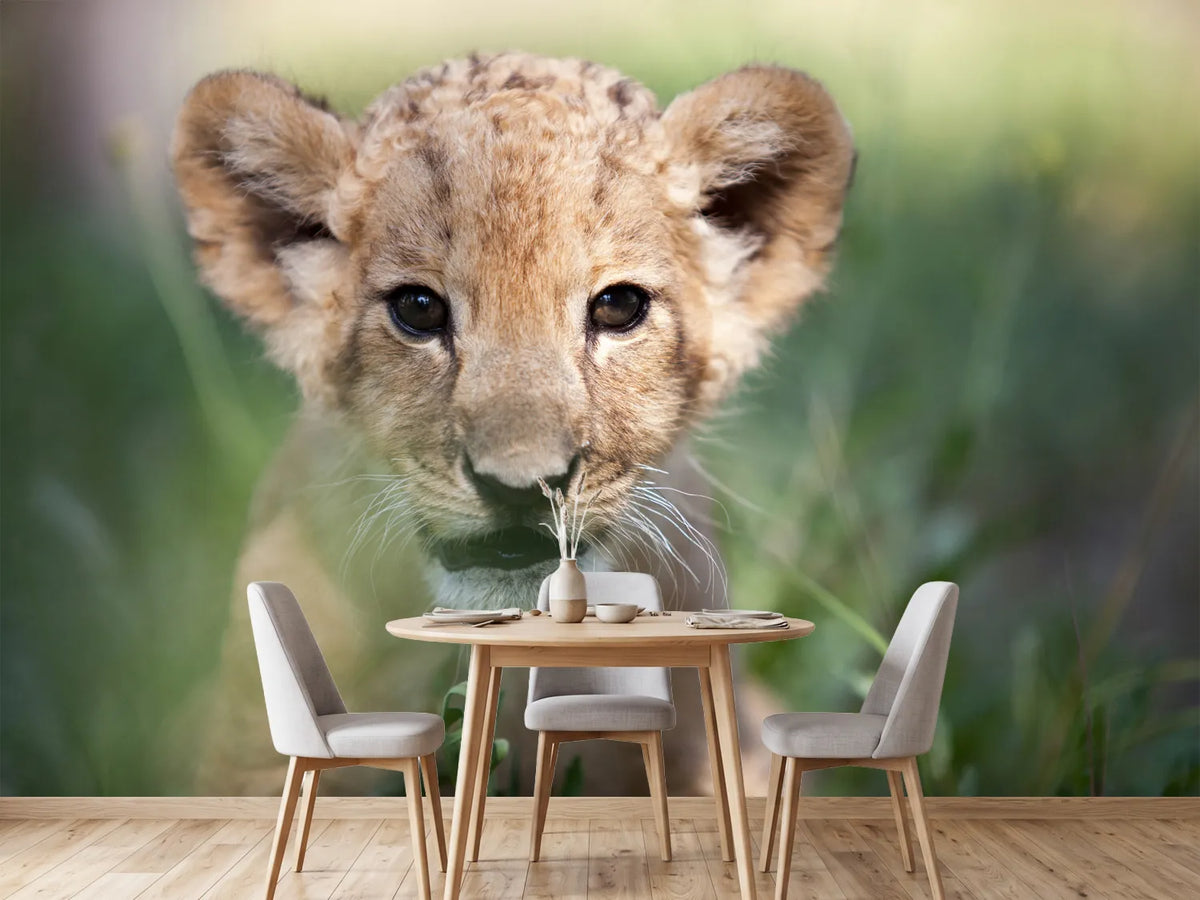 photo-wallpaper-lion-baby