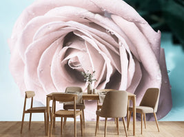 photo-wallpaper-pastel-rose