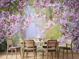 photo-wallpaper-in-the-beautiful-spring