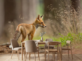 photo-wallpaper-red-fox-xqm