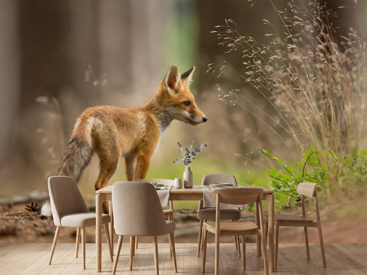 photo-wallpaper-red-fox-xqm