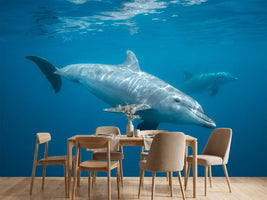 photo-wallpaper-curious-dolphin
