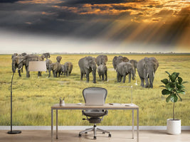 photo-wallpaper-for-the-love-of-elephants-x