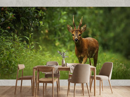 photo-wallpaper-wild-atmosphere