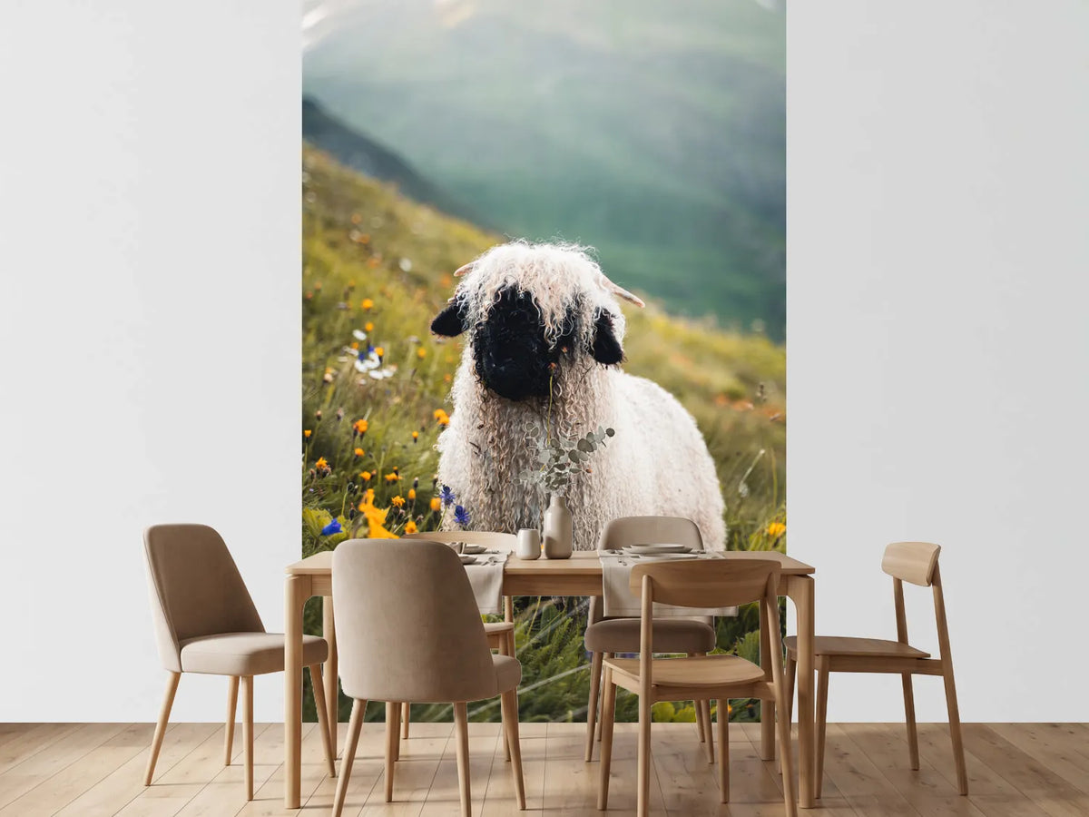 photo-wallpaper-schwarznasenschaf