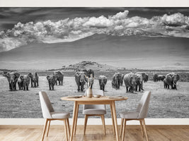 photo-wallpaper-kilimanjaro-elephant-herd