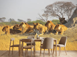 photo-wallpaper-lion-family
