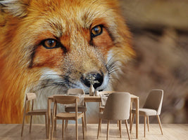 photo-wallpaper-the-fox