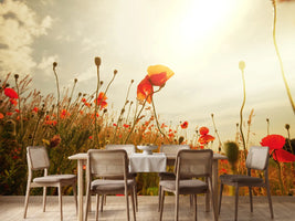 photo-wallpaper-the-poppy-field-at-sunrise