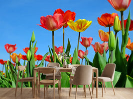 photo-wallpaper-wild-tulips