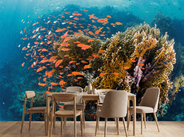 photo-wallpaper-reefscape-x