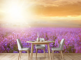 photo-wallpaper-sunset-in-lavender-field