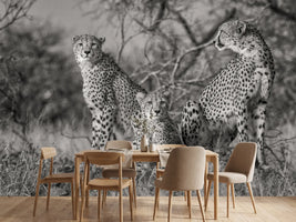 photo-wallpaper-three-cats