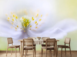 photo-wallpaper-anemone-beauty