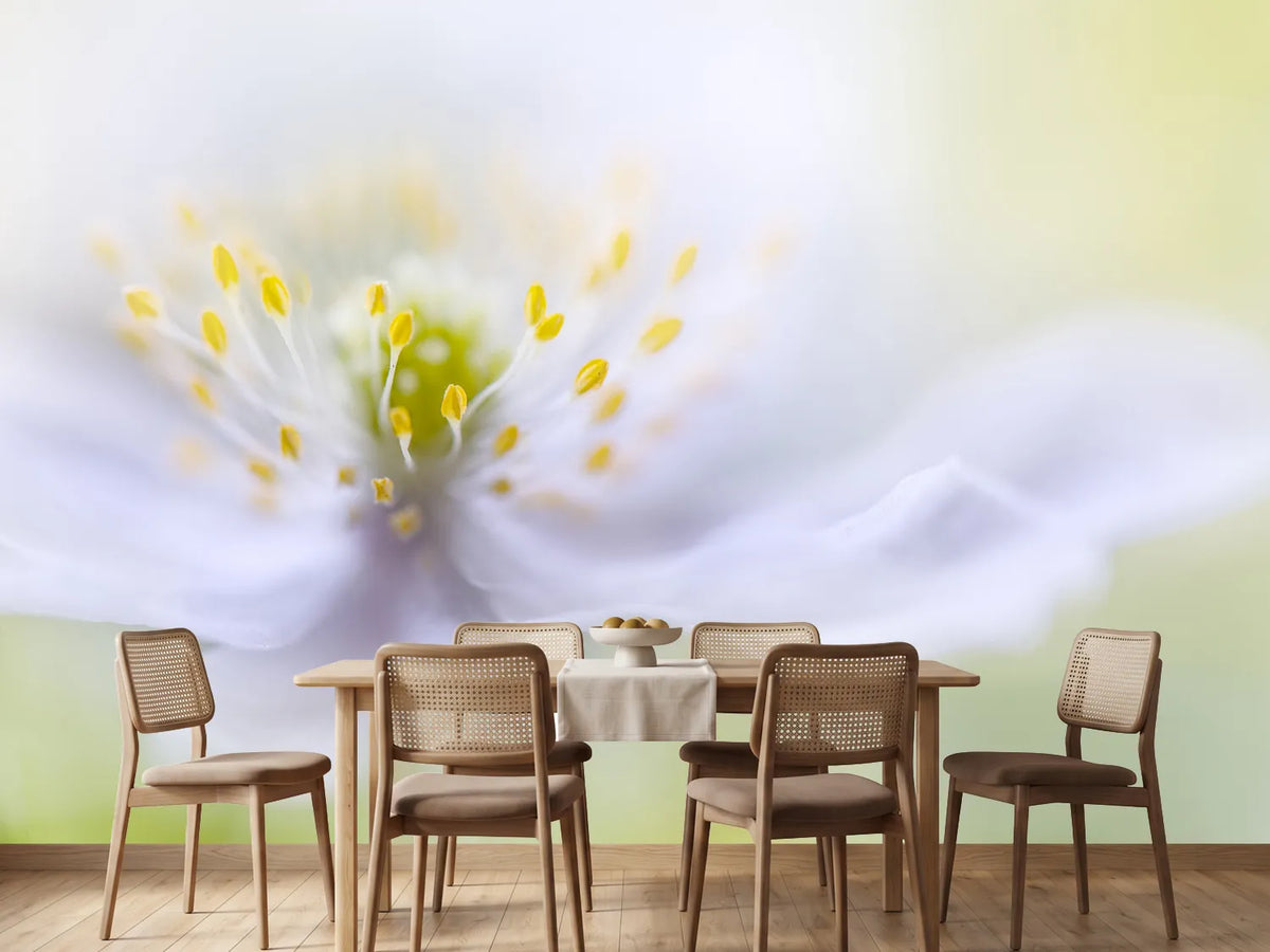 photo-wallpaper-anemone-beauty
