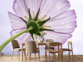 photo-wallpaper-the-cosmos-flower
