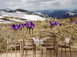 photo-wallpaper-purple-crocus