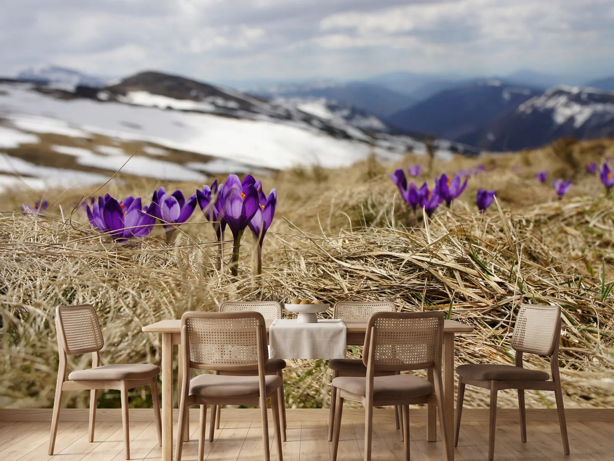 photo-wallpaper-purple-crocus