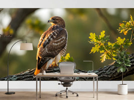 photo-wallpaper-bird-of-prey-on-an-oak-branch-in-golden-evening-light