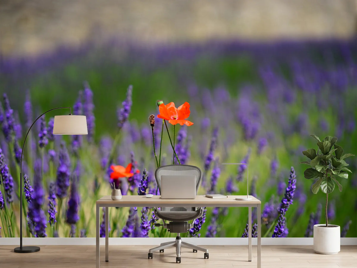 photo-wallpaper-poppy-in-the-lavender
