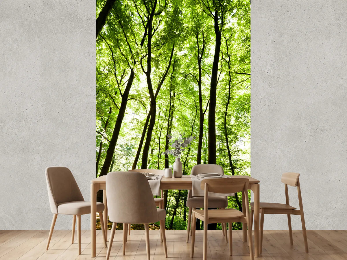 photo-wallpaper-forest
