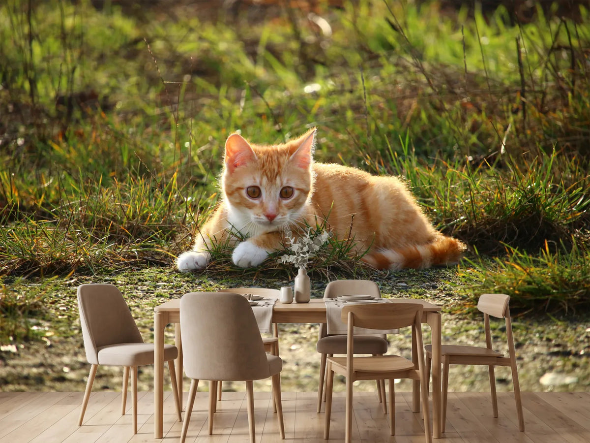 photo-wallpaper-kitten-in-nature