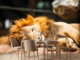 photo-wallpaper-relaxed-lion
