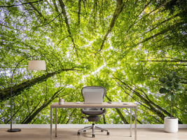 photo-wallpaper-under-the-treetops