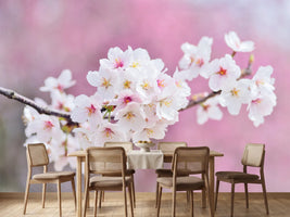 photo-wallpaper-cherry-blossoms-xxl