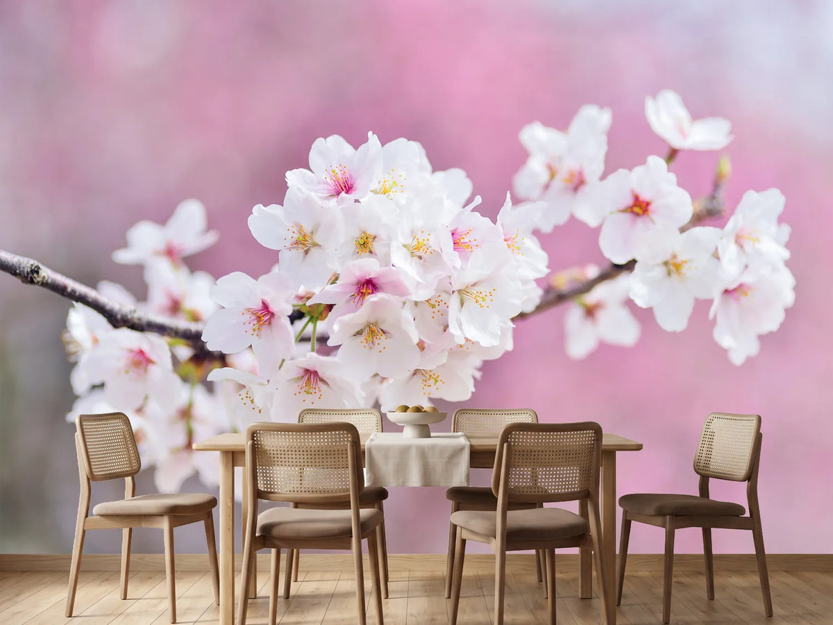 photo-wallpaper-cherry-blossoms-xxl