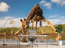 photo-wallpaper-southern-giraffe-drinking-water