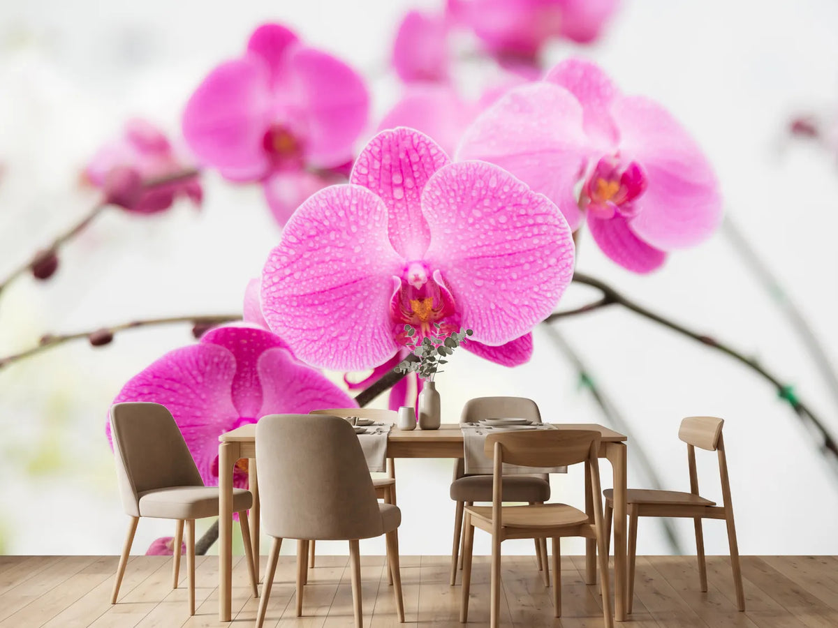 photo-wallpaper-the-symbol-of-orchid