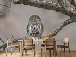 photo-wallpaper-little-guy-in-the-snow-x