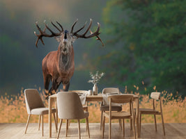 photo-wallpaper-deer-wedding-song-x