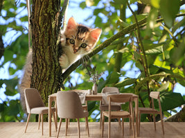 photo-wallpaper-cute-cat-child