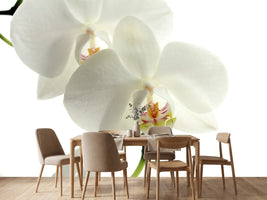 photo-wallpaper-orchids-bloom