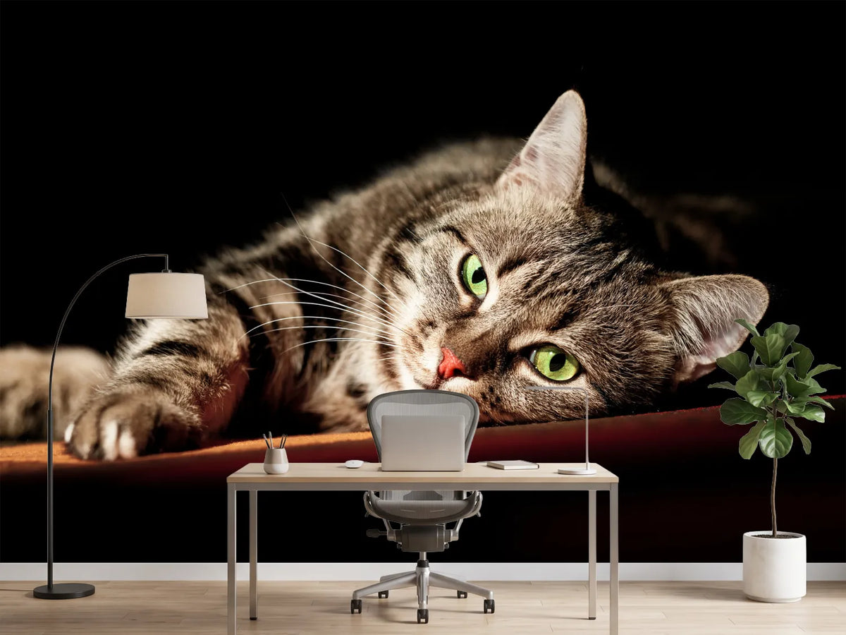 photo-wallpaper-relaxed-cat