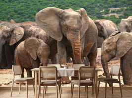 photo-wallpaper-elephant-herd-in-africa