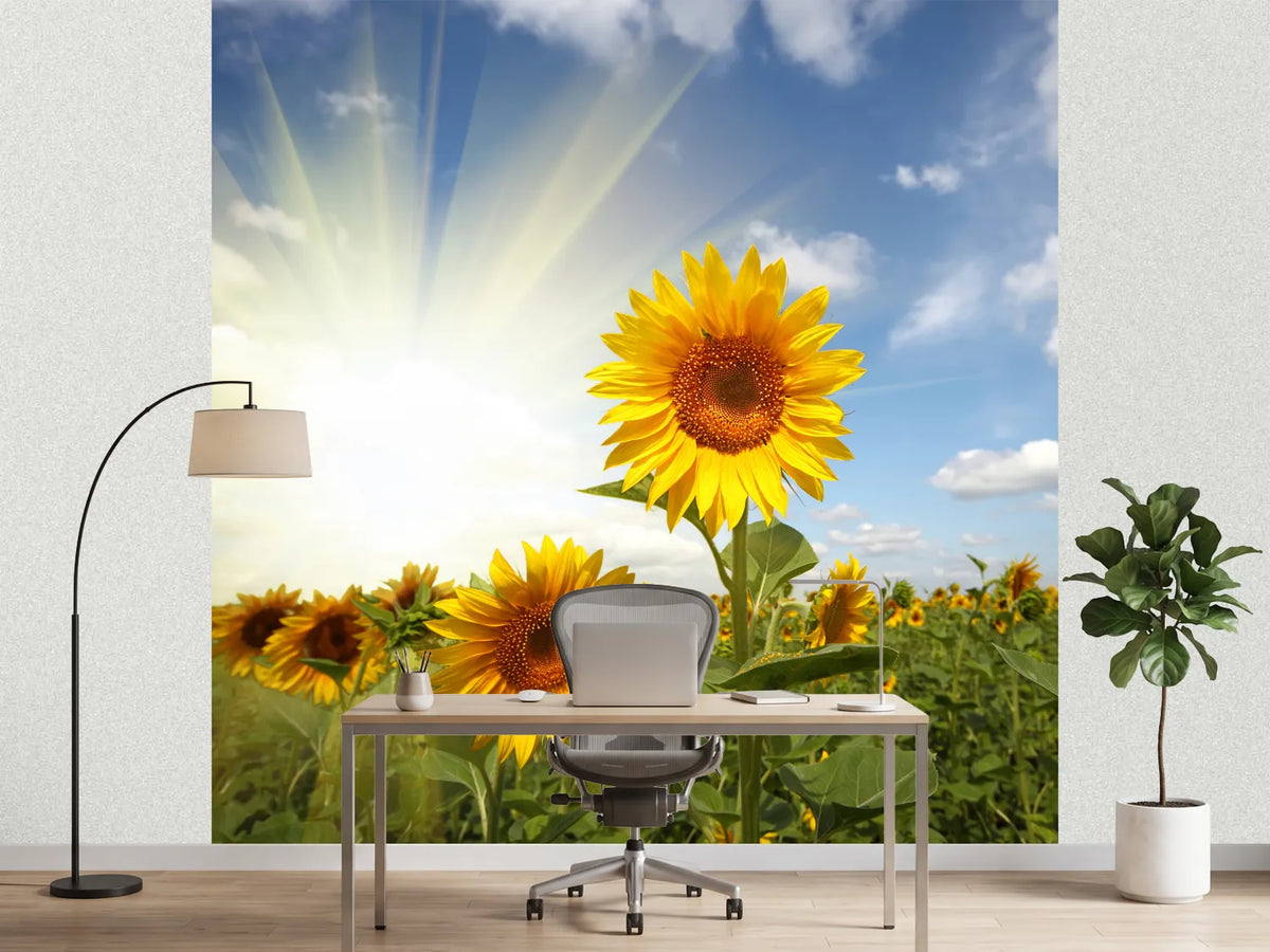 photo-wallpaper-sunflower-in-sunlight