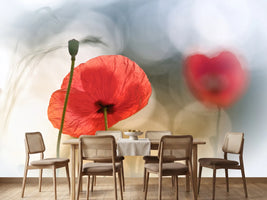 photo-wallpaper-morning-poppies-x
