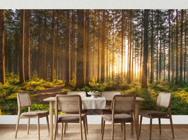photo-wallpaper-silent-forest-in-spring-with-beautiful-bright-sun-rays