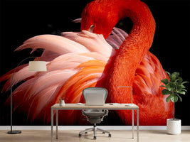photo-wallpaper-flamingo-xoc
