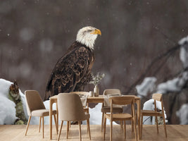 photo-wallpaper-proud-but-cold-x