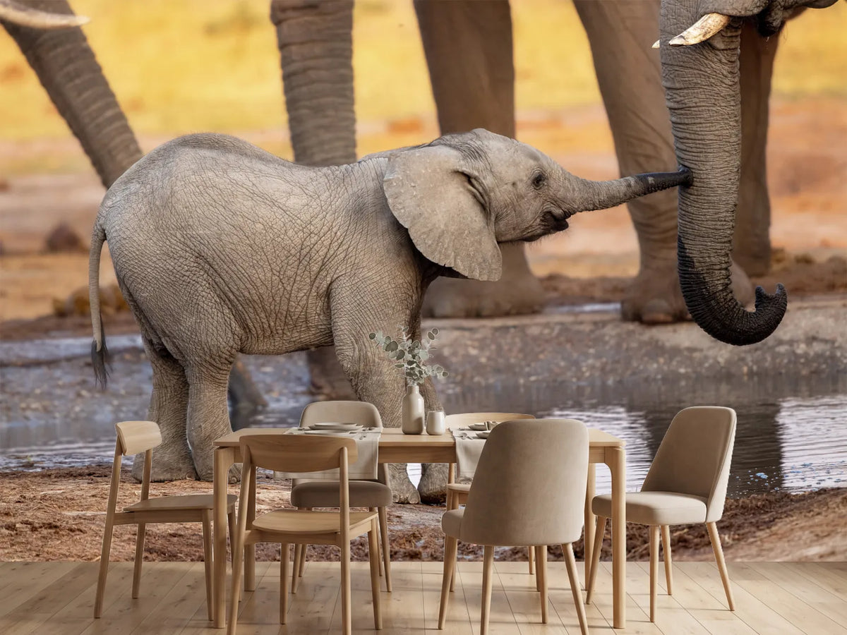 photo-wallpaper-play-with-me-please-x